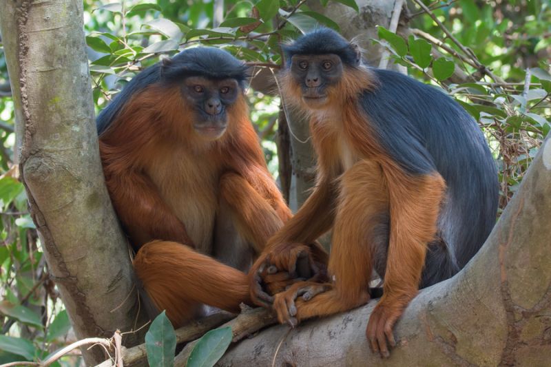 File:Africa gambia western red colobus monkey pair gallery.jpg
